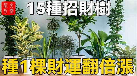 招財樹風水|招財樹有哪些？命理專家盤點8種好照顧又能帶來好風水的植物